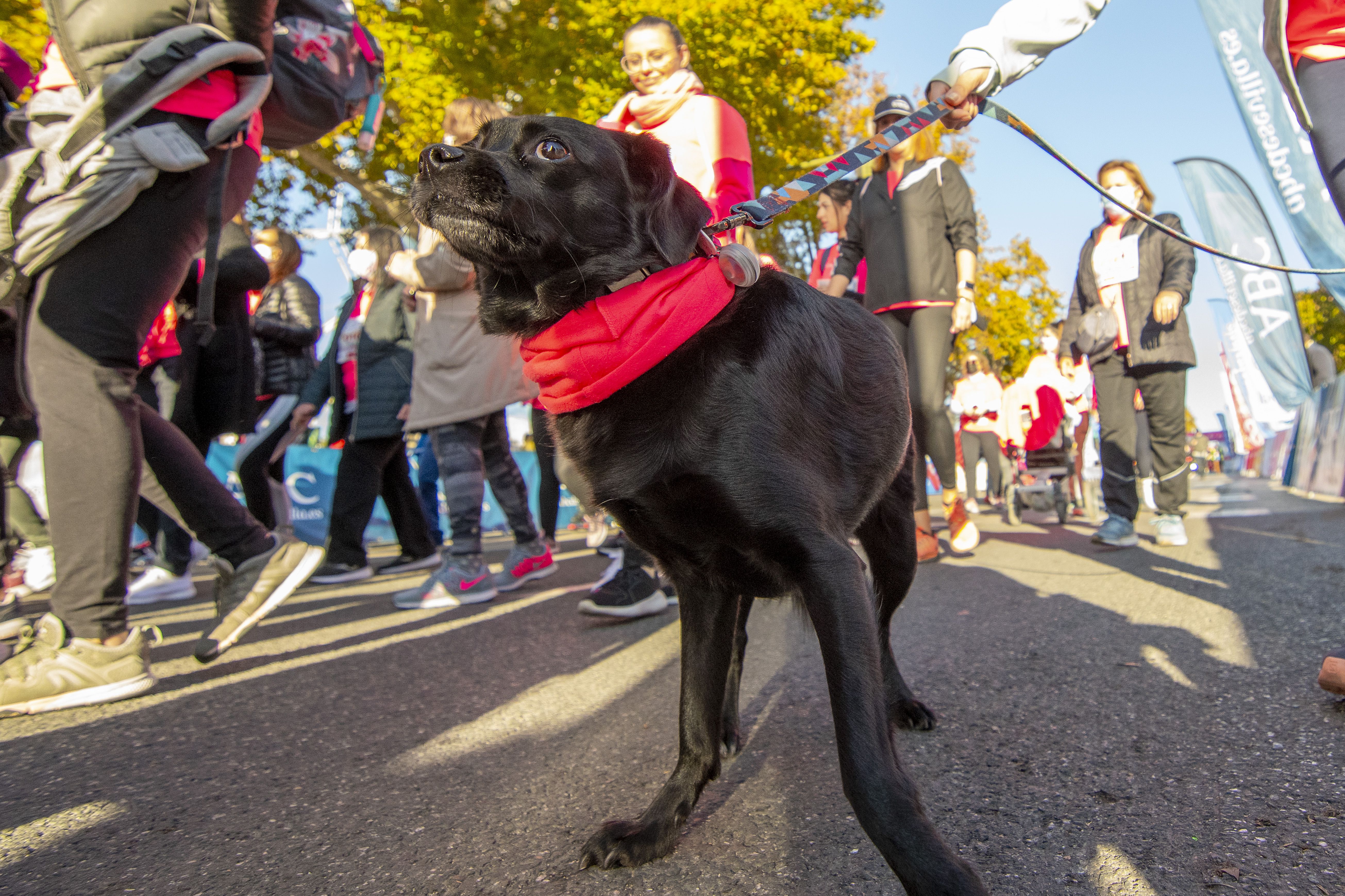 Las mejores fotos de la Carrera de la Mujer Central Lechera Asturiana Sevilla 2021 (SALIDA / GALERÍA 2)