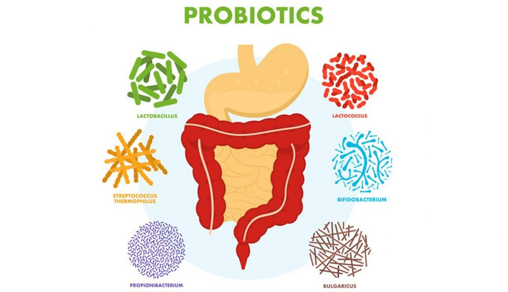 Una microbiota intestinal alterada puede afectar al rendimiento deportivo Una microbiota intestinal alterada puede afectar al rendimiento deportivo