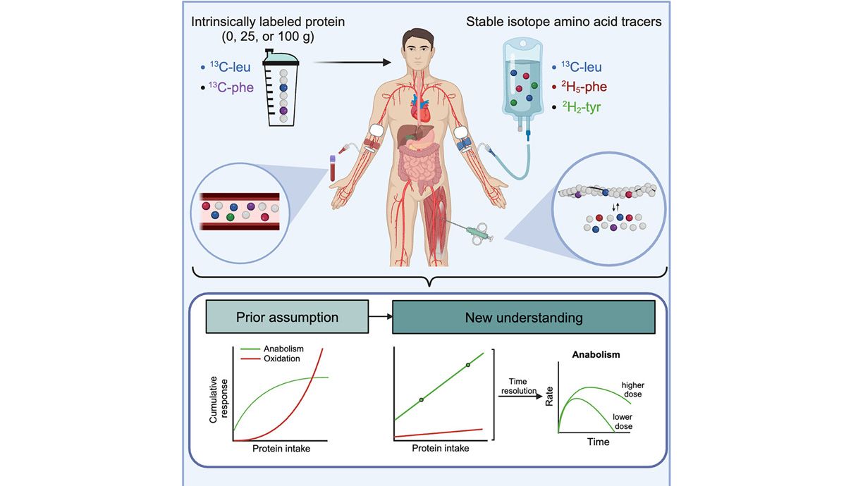Un nuevo estudio encuentra que no hay cantidad límite de ingesta de proteínas para crear músculo Un nuevo estudio encuentra que no hay cantidad límite de ingesta de proteínas para crear músculo