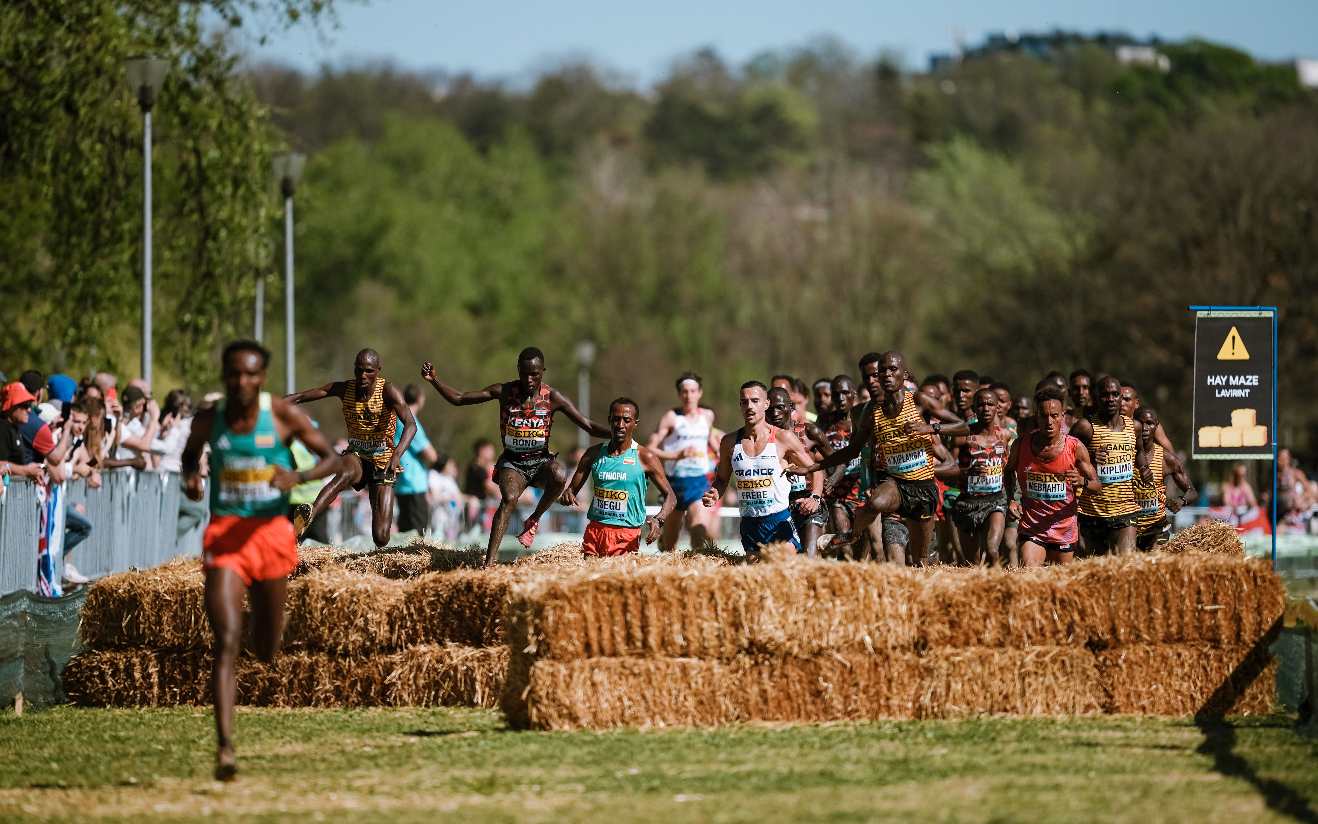 La zona de alpacas fue una de las más atractivas de este Mundial de Cross de Belgrado. SPORTMEDIA.