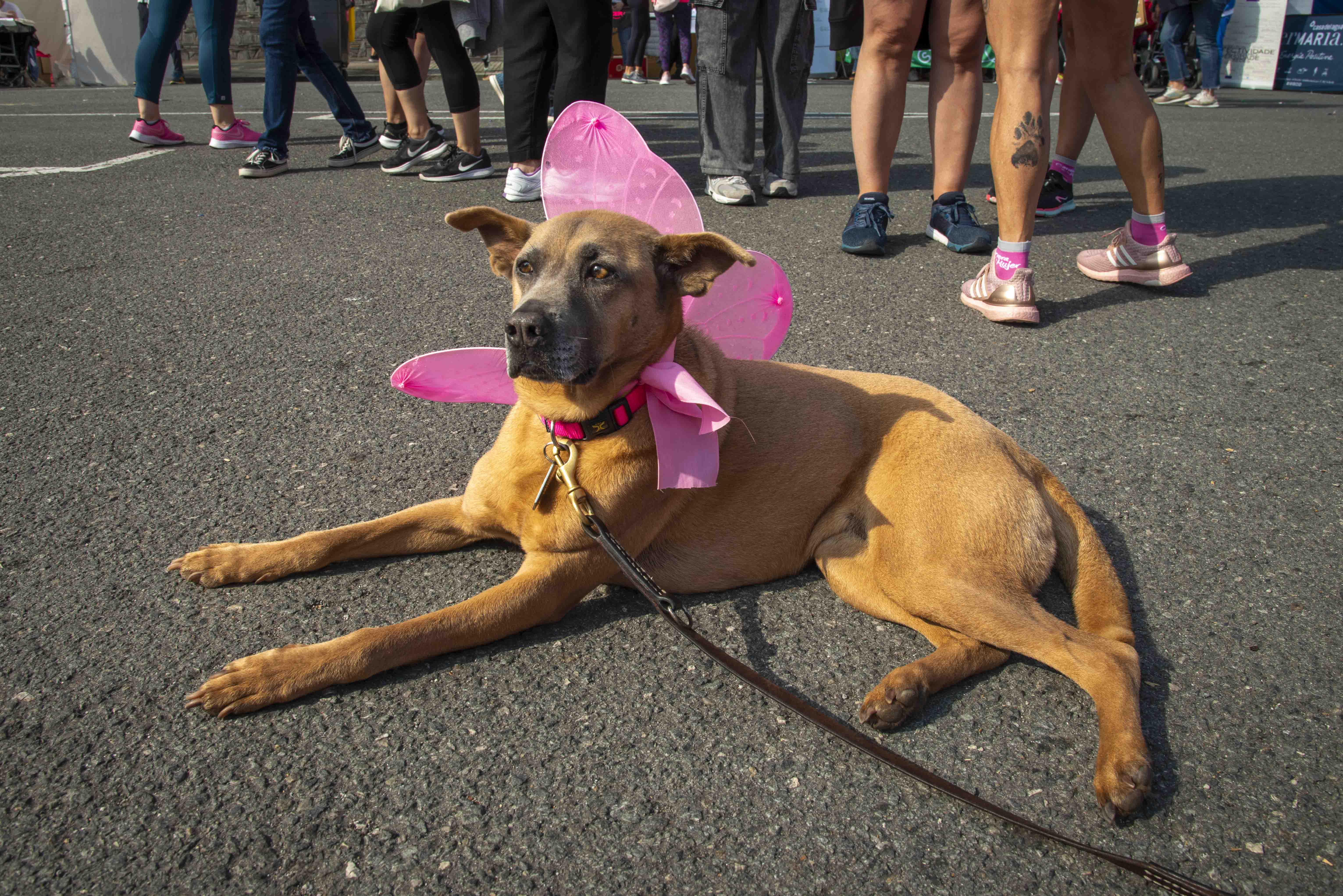 Las mejores fotos de la Carrera de la Mujer de A Coruña 2024.  DSC3745 LR