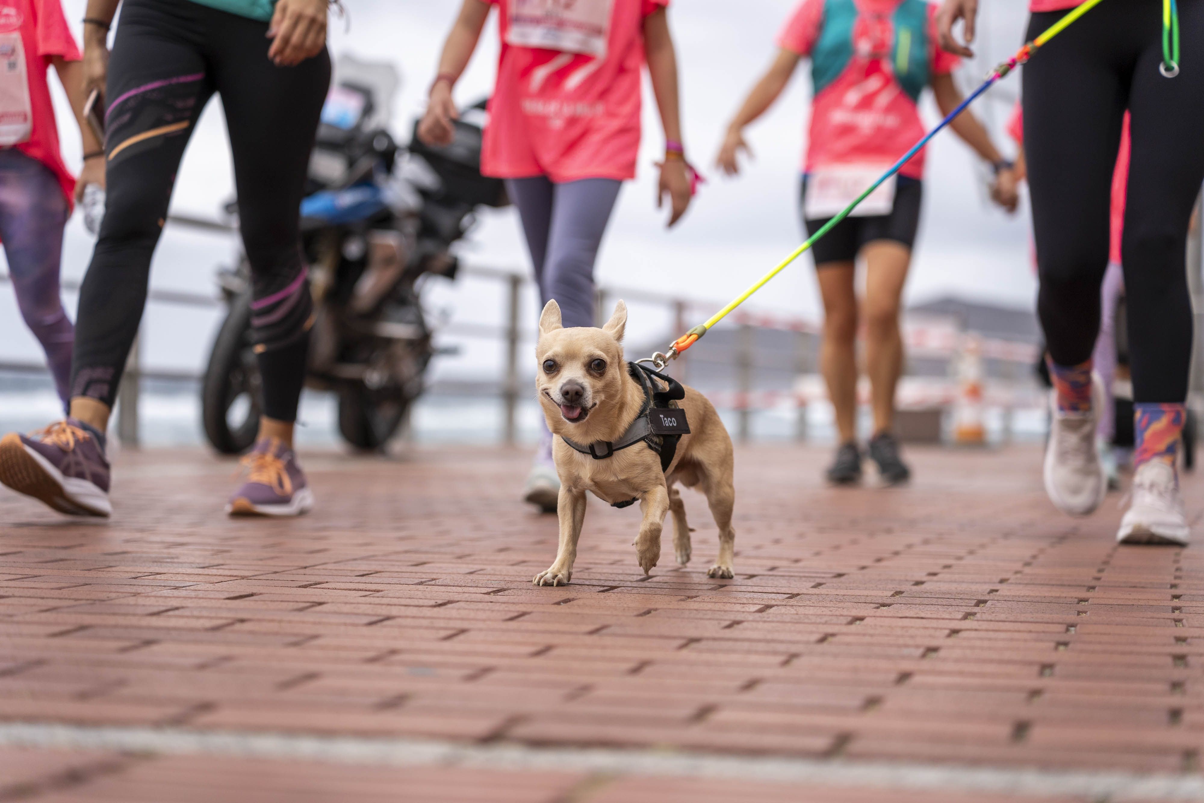 Las mejores fotos de la Carrera de la Mujer de Gran Canaria 2025. 168 WEB