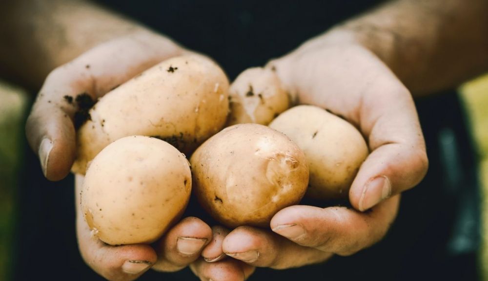Las patatas tienen unas cualidades que no debes dejar escapar. Las patatas tienen unas cualidades que no debes dejar escapar.