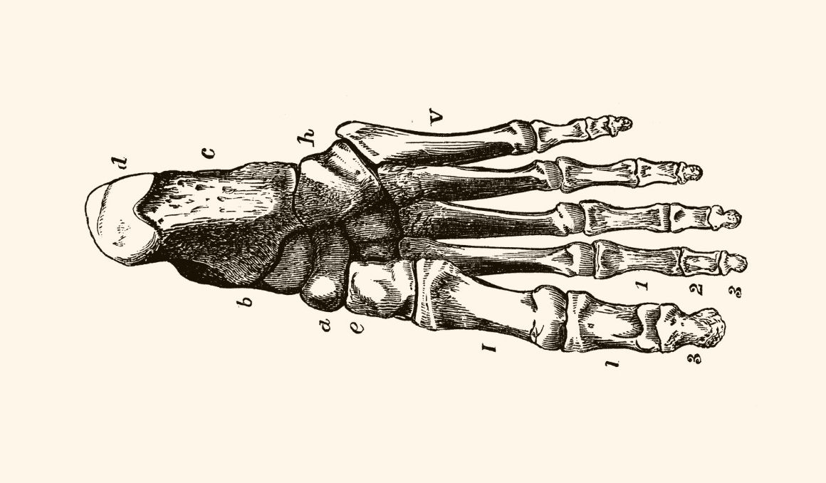 Un dolor difuso en la parte delantera del pie, entre las bases de los metatarsianos; se denomina metatarsalgia.