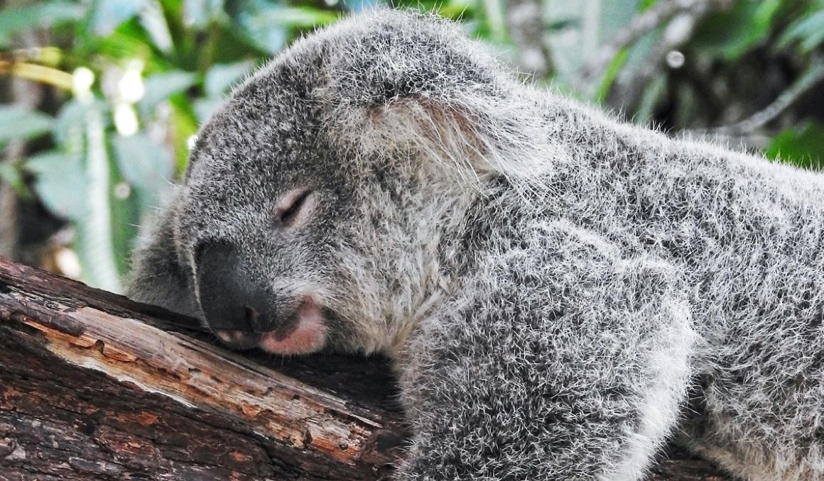 Prueba esta técnica de respiración para dormir como este koala. Foto: David Clode.