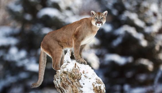 Un corredor mata con sus propias manos a un puma