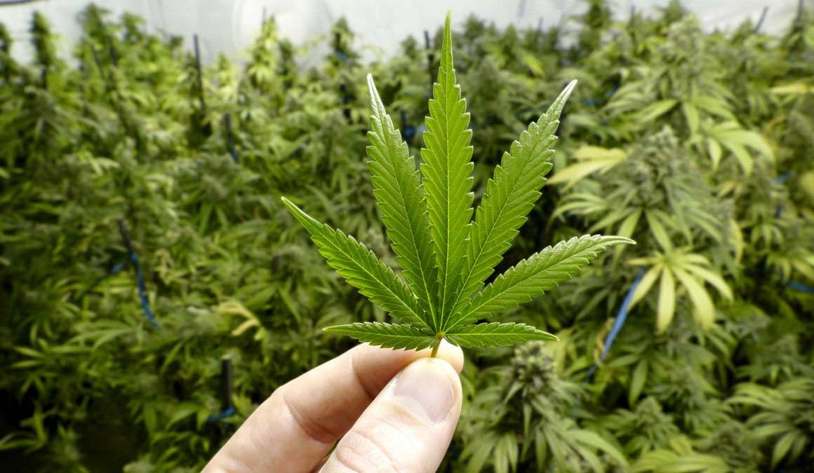 ¿Será el cannabis el próximo suplemento para corredores?