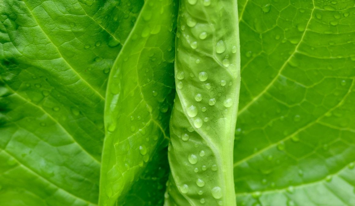 Los vegetales de hoja verde son uno de los mejores alimentos antiinflamatorios.
