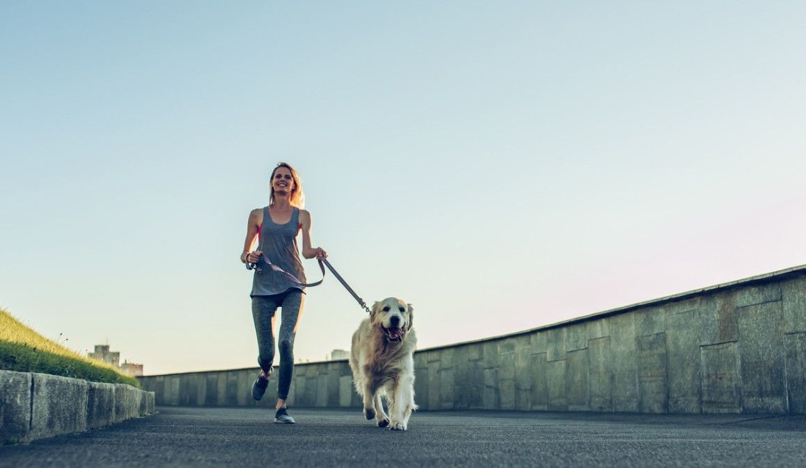 Necesitas una correa larga y un arnés para salir a correr con tu perro.