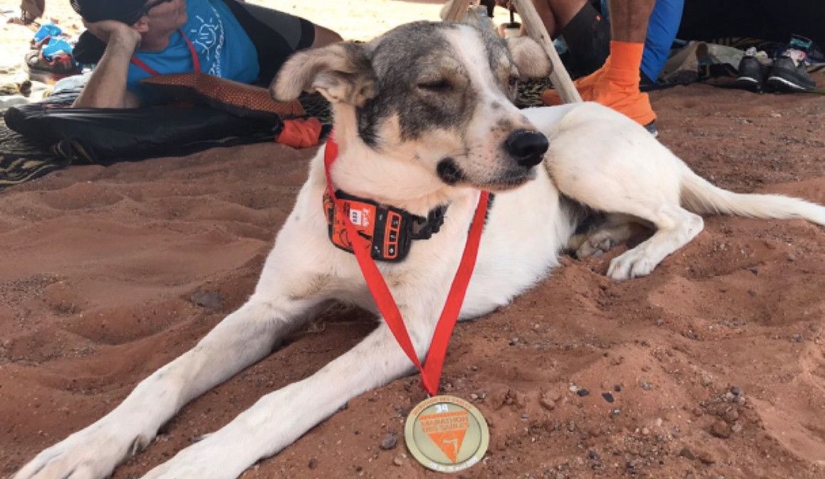 El perro Cactus, finisher del Marathon des Sables 2019 | MDS