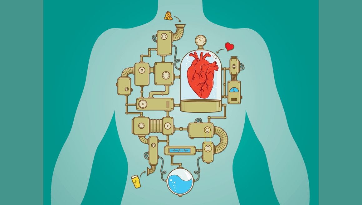 Cómo cuidar tus 6 órganos vitales para correr mejor | iStock