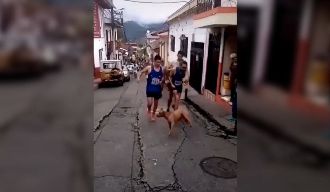 Momento de la agresión al animal en plena carrera | RT