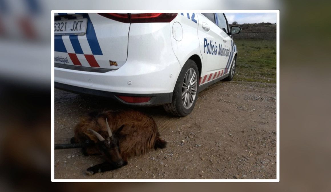 Una imagen de la cabra que perseguía a un corredor en Ponferrada | Policía Municipal de Ponferrada