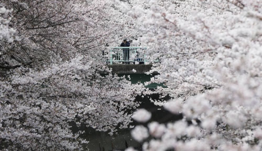 Cerezos en flor en un parque de Tokio | EFE