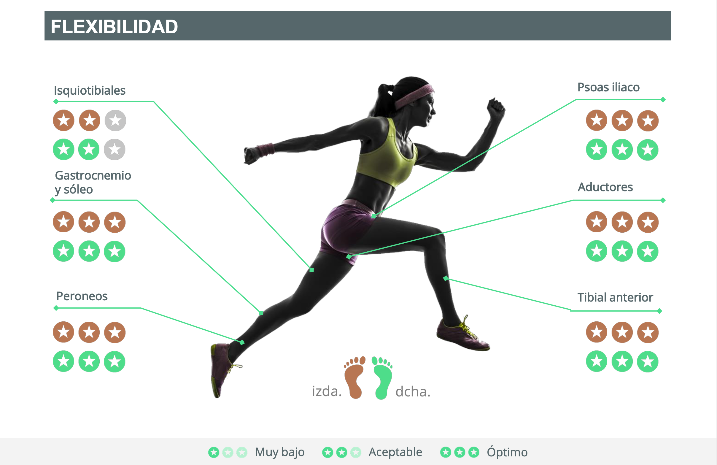 Visión general de la flexibilidad articular Visión general de la flexibilidad articular
