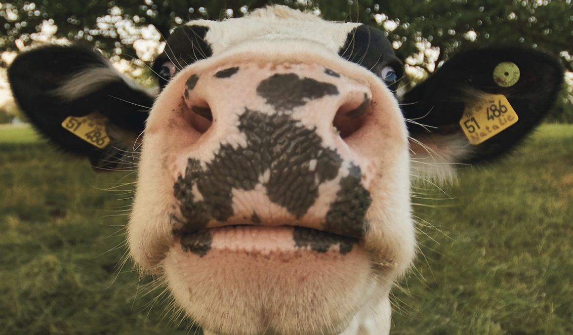 La leche es un alimento tan completo y sencillo de tomar que no puede fallar en tu nevera ni en tu dieta diaria.