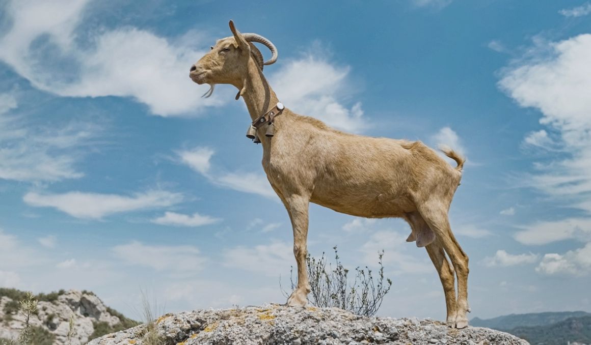 Esta es la cabra a la que han colocado un GPS para crear una ruta de trail.