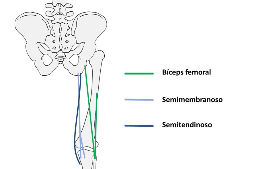 Disociar y estirar los isquiotibiales en el corredor